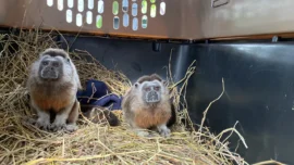 Así fue el proceso para que pareja de tití gris regresara a su hogar, en Segovia 1 Así fue el proceso para que pareja de tití gris regresara a su hogar, en Segovia