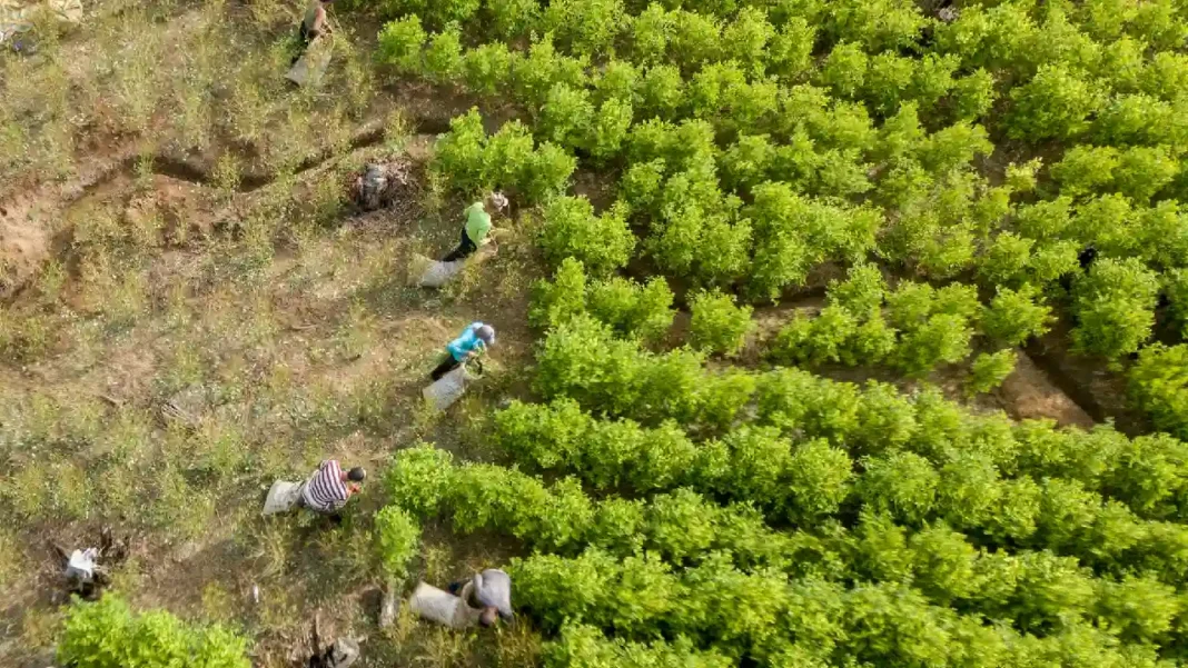 Cuánto aumentaron los cultivos de coca en Colombia en los últimos cuatro Gobiernos