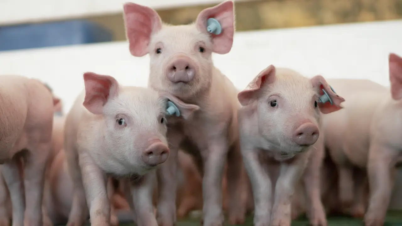 Porkcolombia impulsa la porcicultura sostenible con el 5º Foro de Sostenibilidad y Mercados de Carbono 2025 1 Porcicultura sostenible en Colombia: Líder regional en mercados de carbono y acción climática