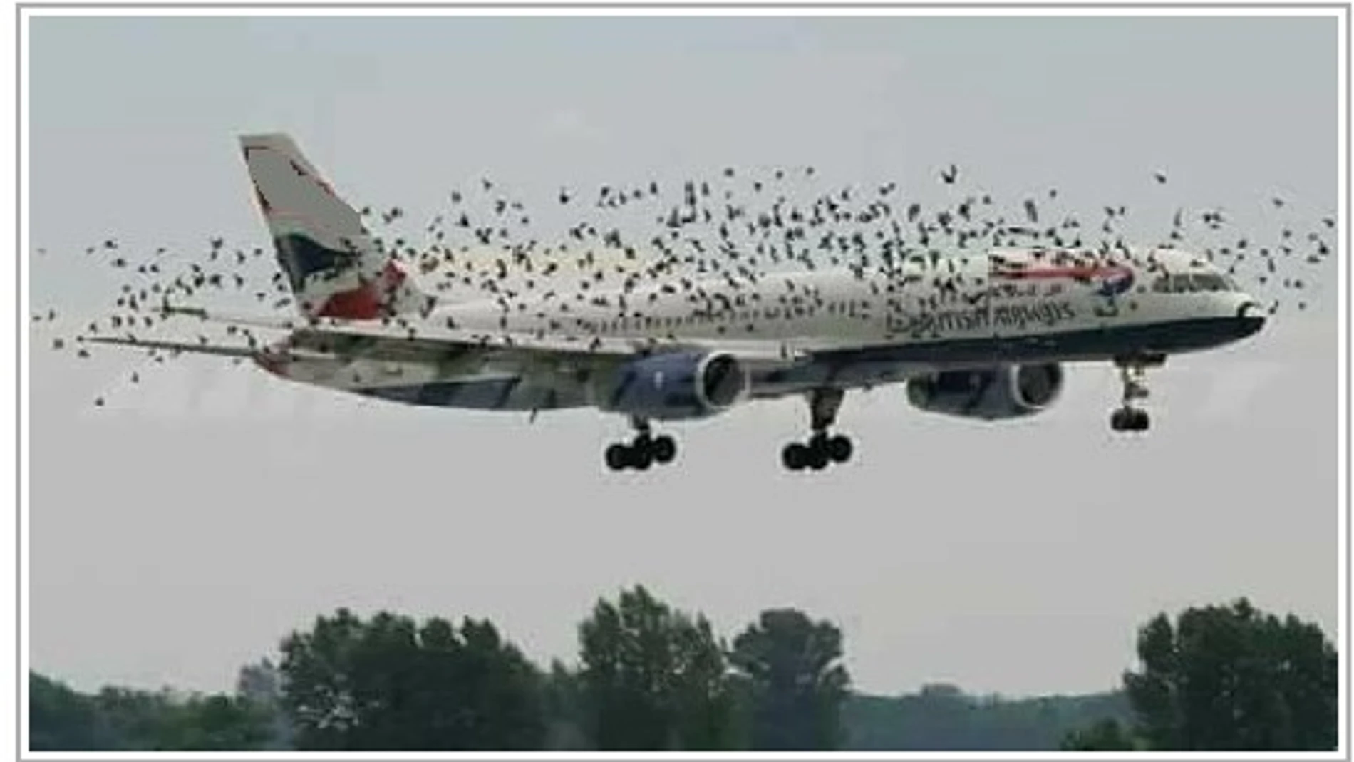 ¿Qué ocurre cuando un avión, como el de Avianca, choca con un pájaro? 1 pajaros