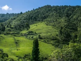 El municipio del Valle de Aburrá que sembró cientos de árboles para respirar en medio de tanta contaminación