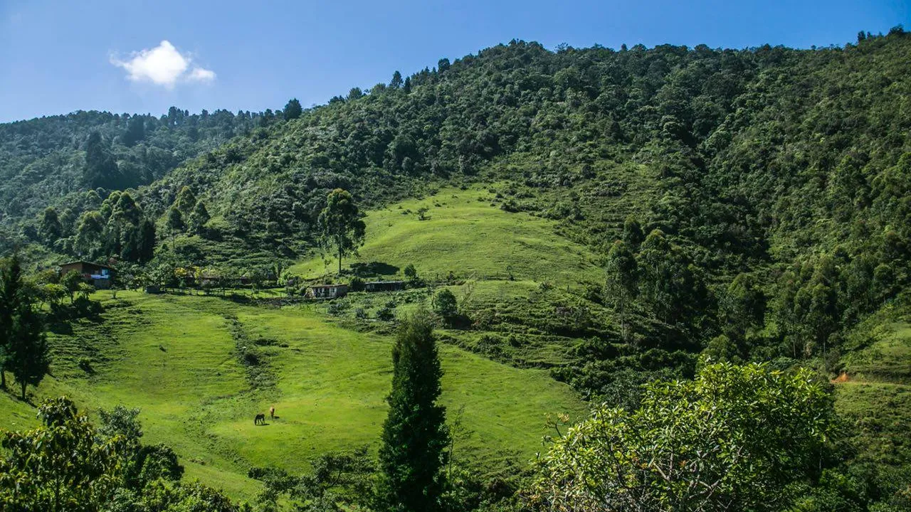 El municipio del Valle de Aburrá que sembró cientos de árboles para respirar en medio de tanta contaminación