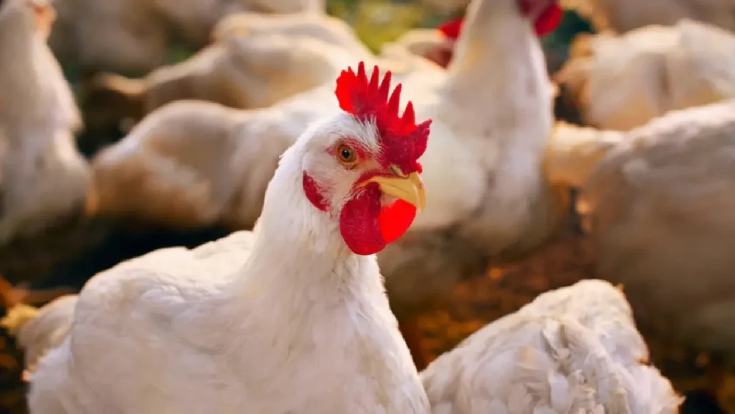 Cada colombiano consumió más de 38 kilos de pollo y 365 huevos en 2025