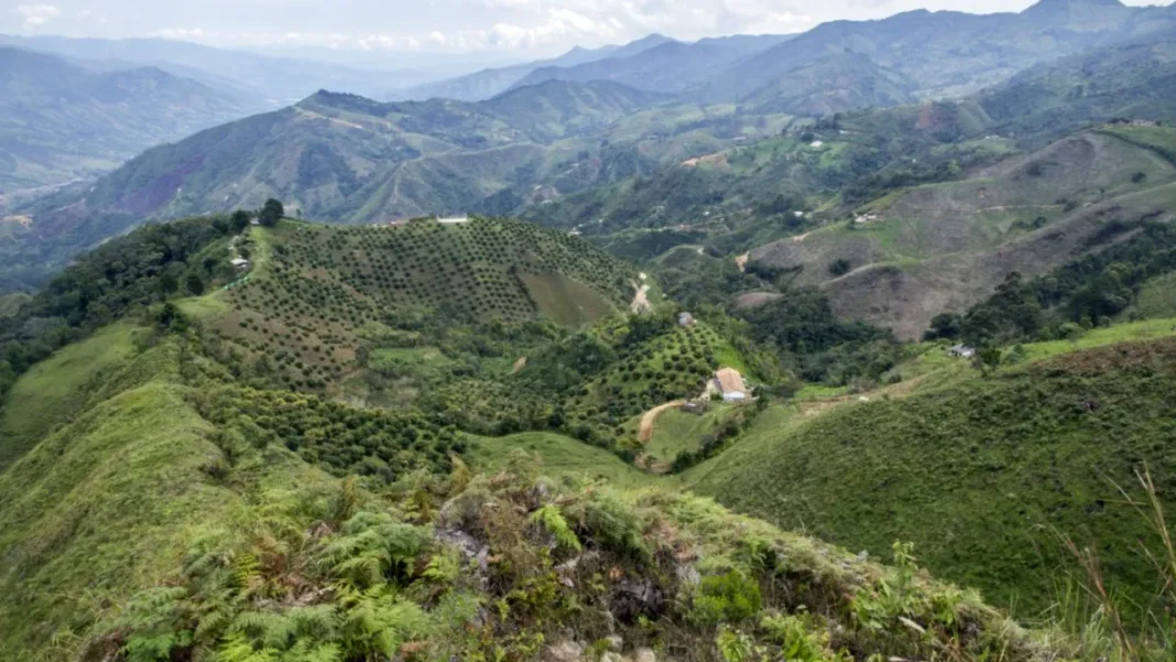 Margay fue rehabilitado y liberado, conozca de qué se trata