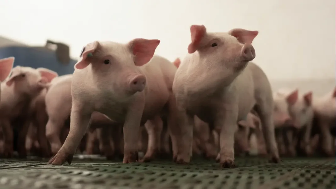 La porcicultura colombiana avanza en sostenibilidad y mercados de carbono, con nuevos modelos circulares, energía renovable y regulación climática, según expertos del 5º Foro de Sostenibilidad 2025.