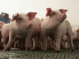 La porcicultura colombiana avanza en sostenibilidad y mercados de carbono, con nuevos modelos circulares, energía renovable y regulación climática, según expertos del 5º Foro de Sostenibilidad 2025.