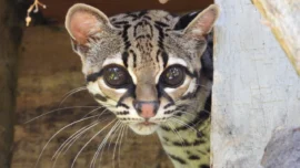 Margay fue rehabilitado y liberado, conozca de qué se trata 1 Margay fue rehabilitado y liberado, conozca de qué se trata