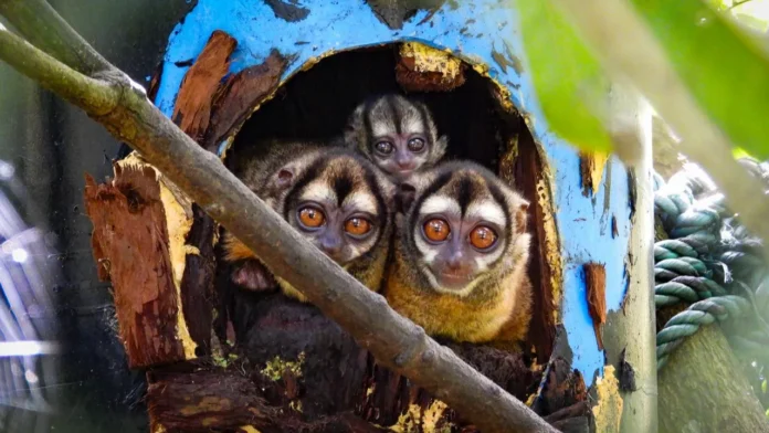 Cría de marteja nacida en el CAVR es liberada, cuáles son los desafíos para proteger la especie