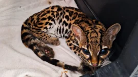 Margay fue rehabilitado y liberado, conozca de qué se trata 2 Margay fue rehabilitado y liberado, conozca de qué se trata