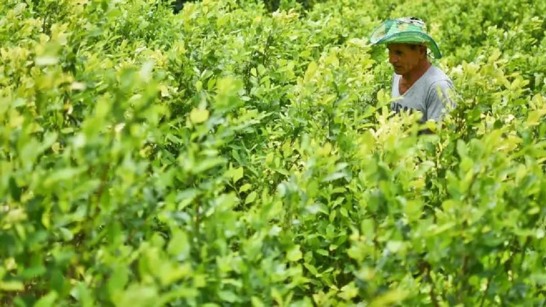 Gobernación de Antioquia solicita acción inmediata para erradicar cultivos de coca mediante drones