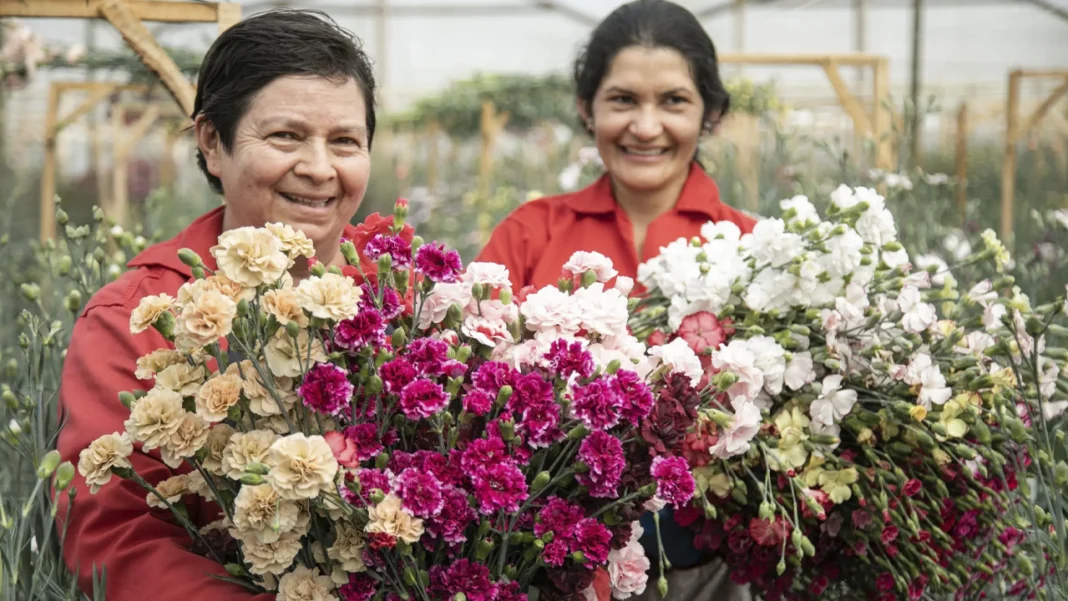 Colombia volvió a liderar las exportaciones de flores en San Valentín, con envíos récord a Estados Unidos, pese a la presión de costos laborales y la caída del dólar.