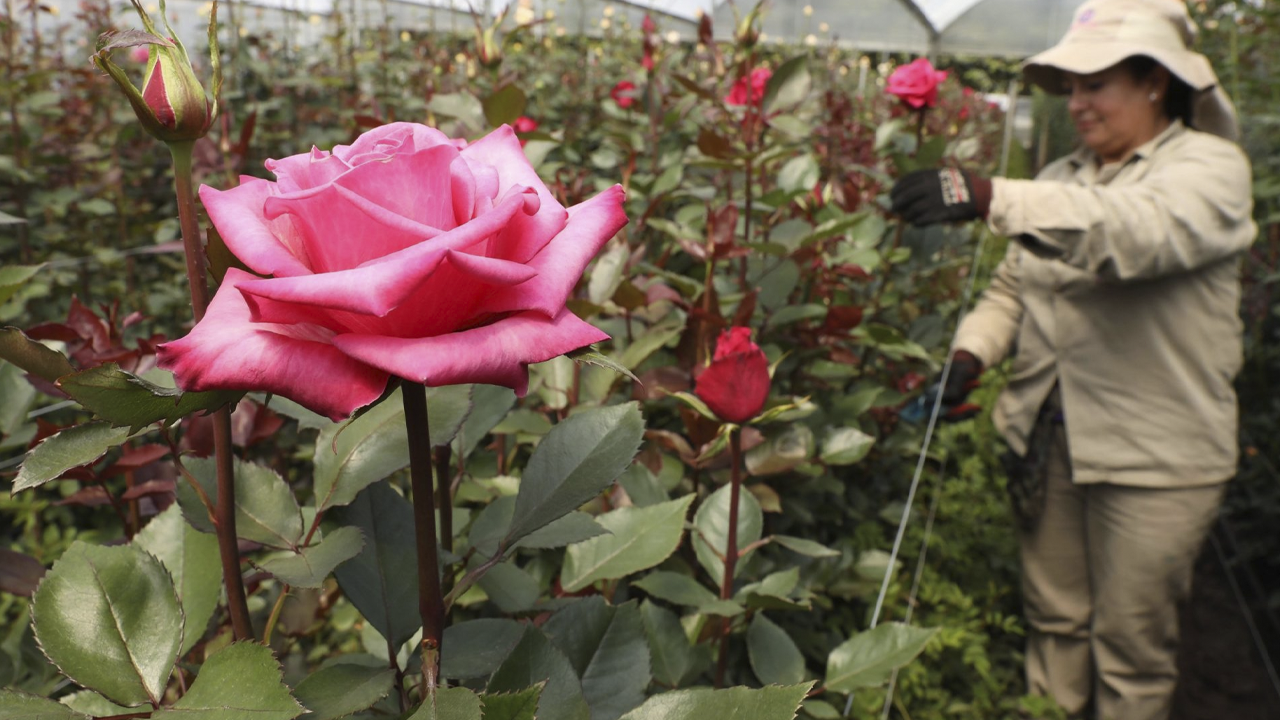 San Valentín consolida a Colombia como potencia en exportaciones de flores