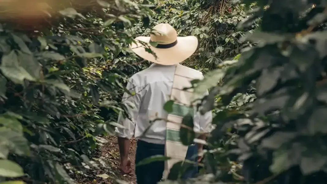 El turismo cafetero en el Valle del Cauca gana protagonismo en Colombia, impulsado por municipios como Sevilla, Caicedonia y Alcalá, que integran el Paisaje Cultural Cafetero reconocido por la Unesco como Patrimonio de la Humanidad.