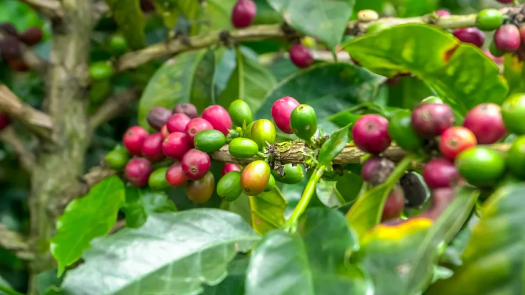 Producción cafetera se desplomó 36% en febrero