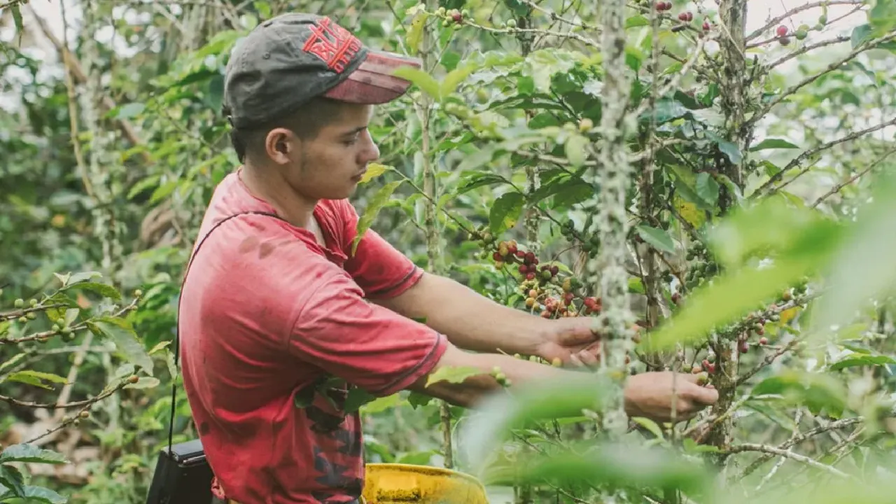 Antioquia impulsa el agro: eleva al 25% beneficio en créditos para pequeños productores