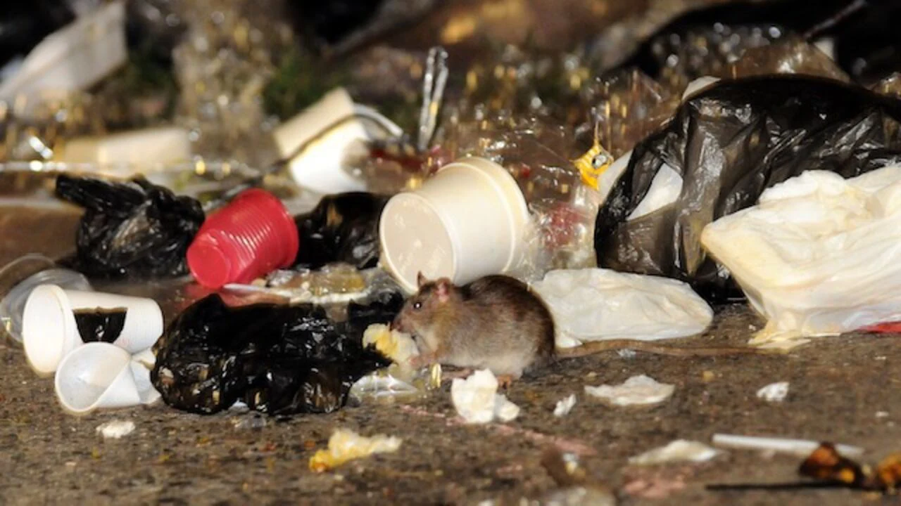 Inspección en el Parque La Colina tras reportes de plagas en redes sociales 1 Posibles sanciones y respuesta administrativa