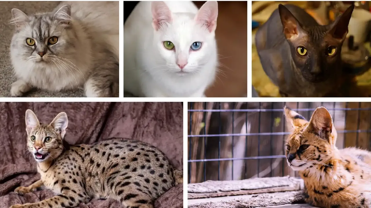 La ciencia detrás de los gatos más costosos