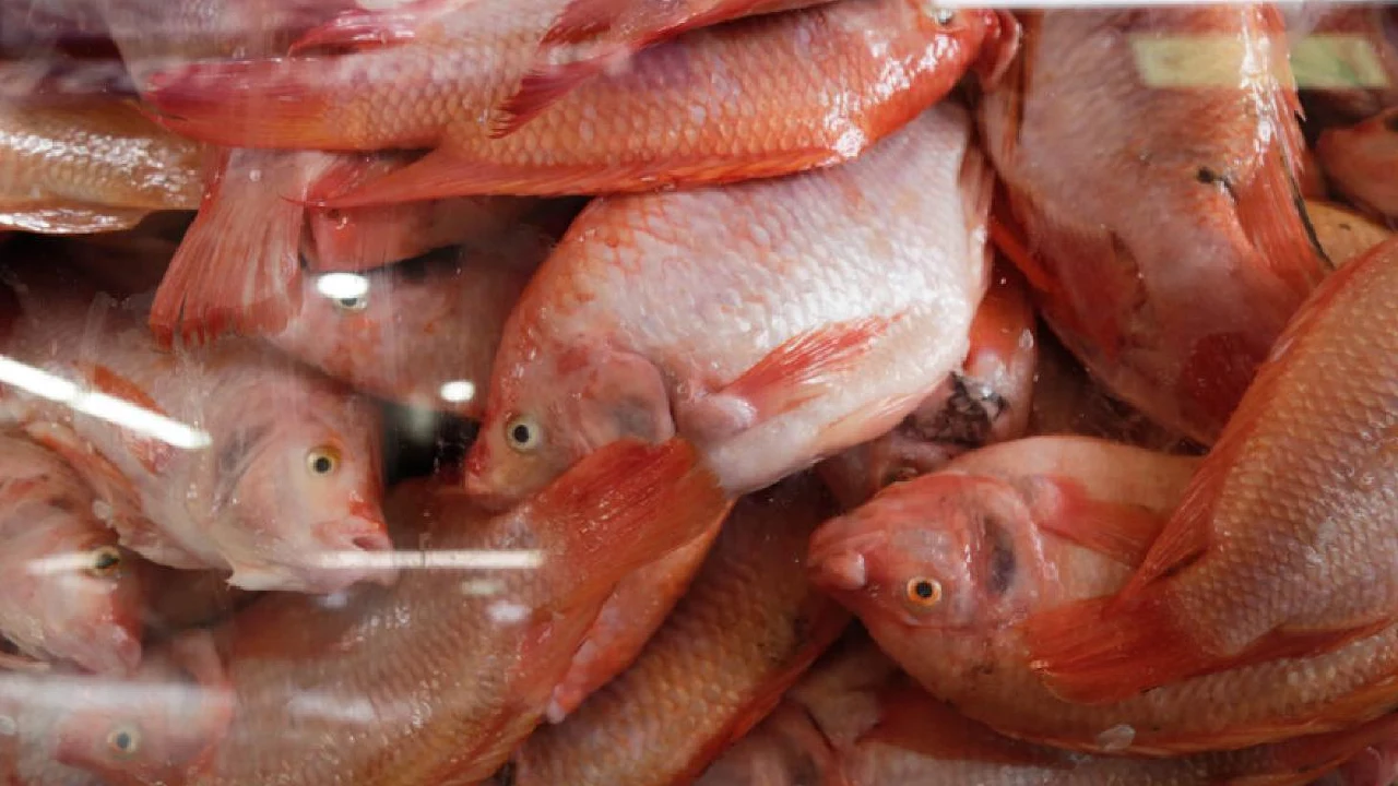 Pescado barato en Viernes Santo: Las especies que se consiguen por menos de $11.000