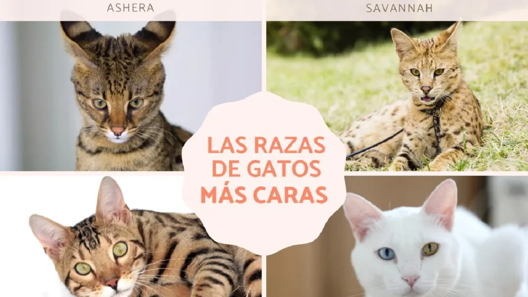 Las 10 razas de gatos más caras del mundo