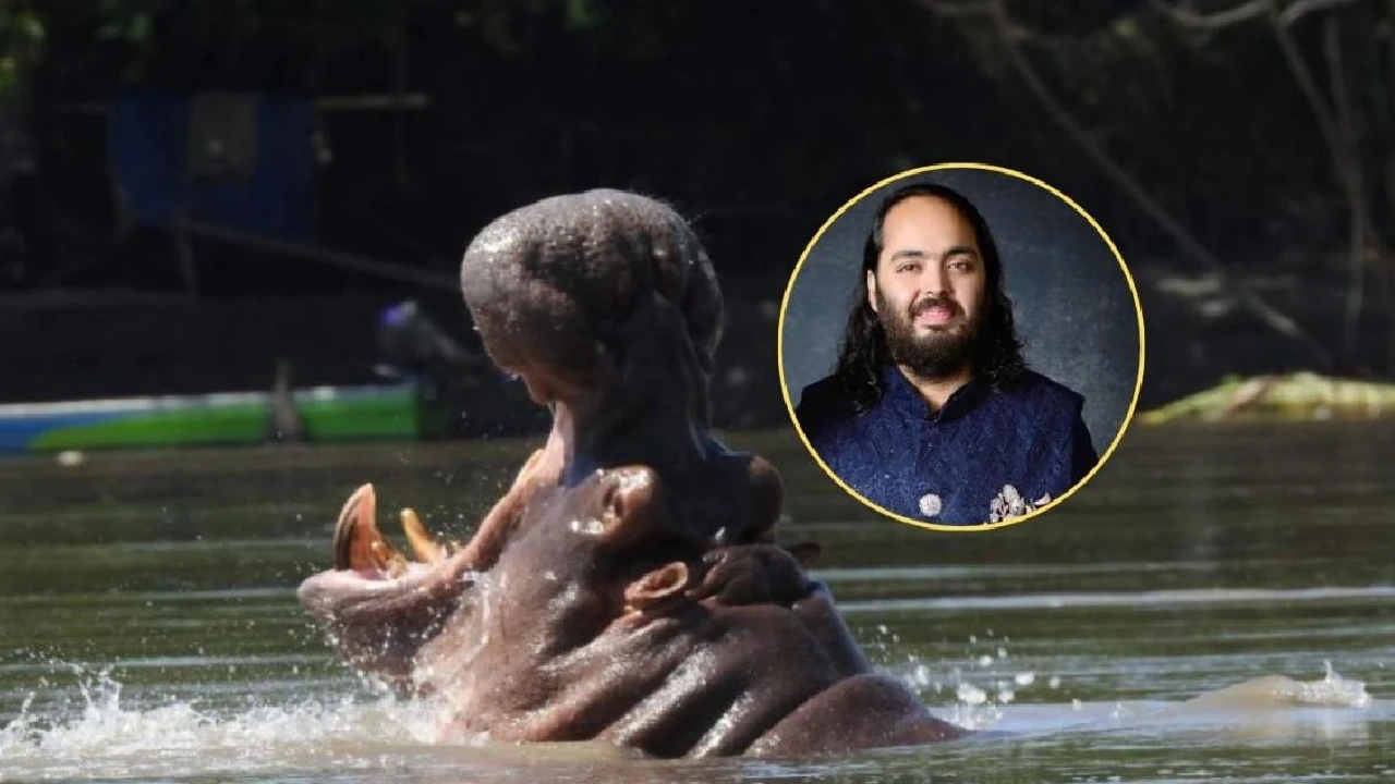 Anant Ambani vs. el sacrificio: La oferta que cambiaría el destino de los hipopótamos en el Magdalena