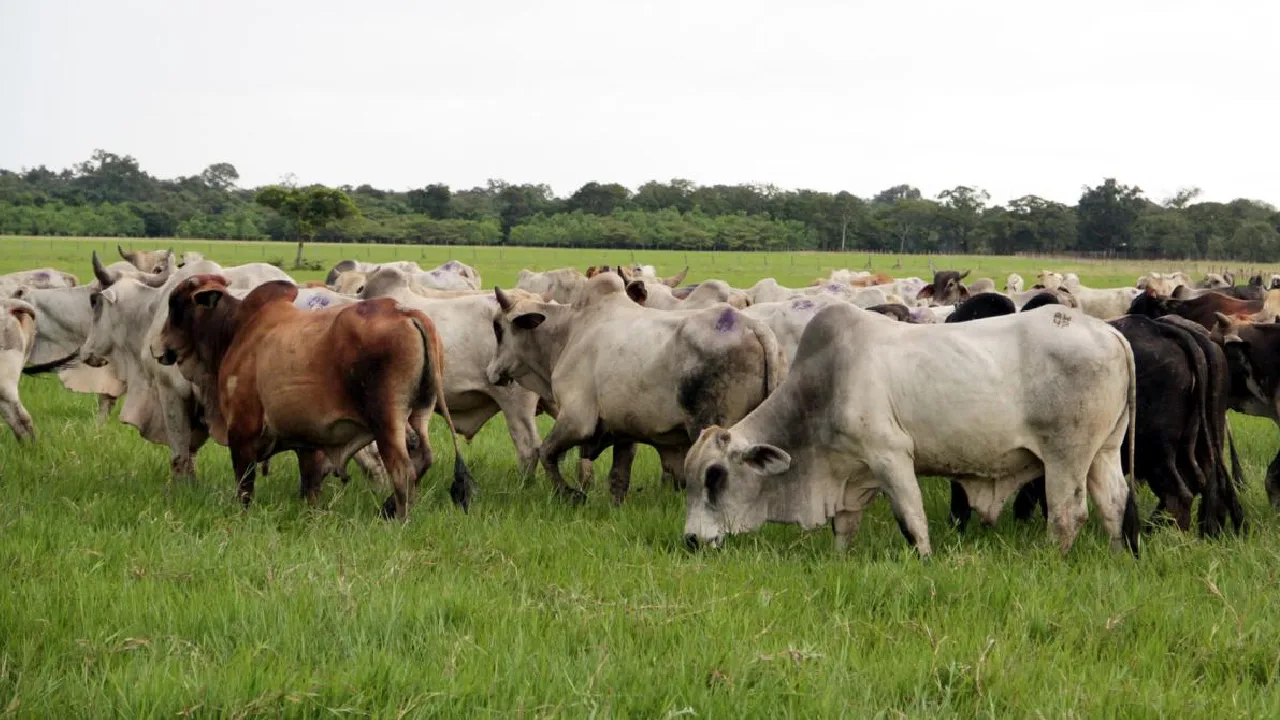 ¿Qué carne está comprando? La peligrosa ruta del ganado sacrificado fuera de la ley