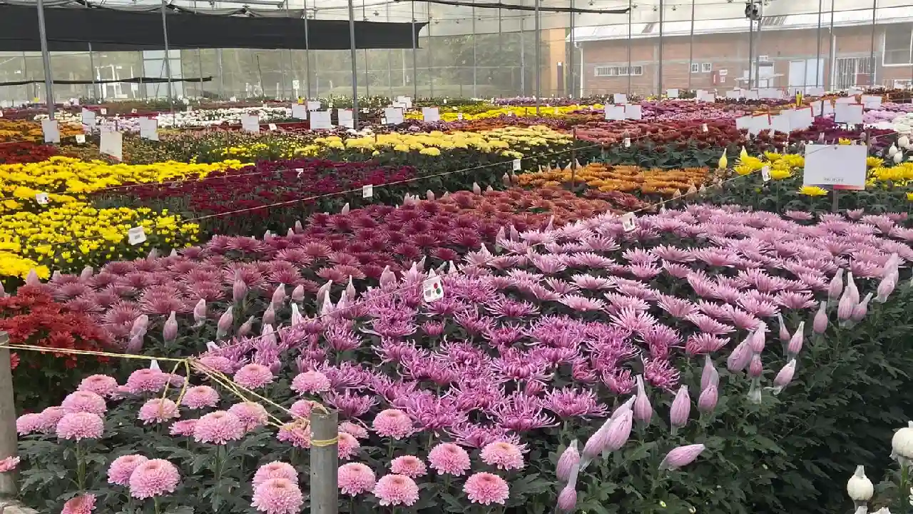Flores de exportación: El sustento de miles de familias colombianas este Día de la Madre
