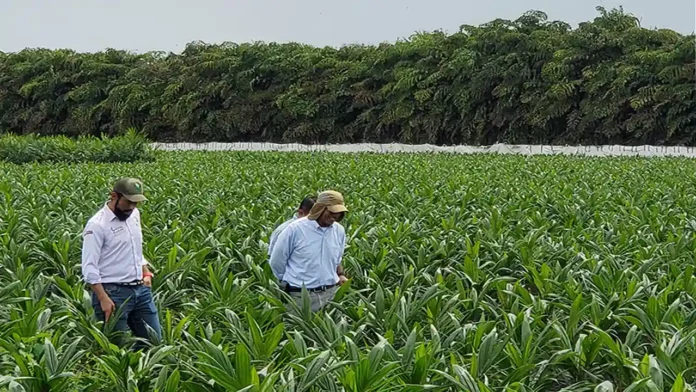 Los precios de los fertilizantes se disparan y ya superan aumentos del 50% este año