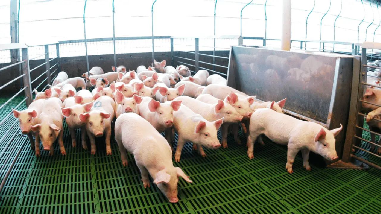 ¿Carne de cerdo o res? La brecha de precios llega al 49% en favor del bolsillo colombiano