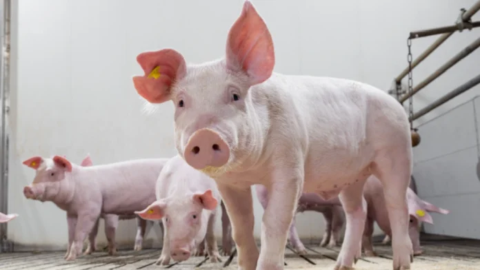Carne de cerdo en Colombia: 49% más barata que la de res según cifras de abril de 2026