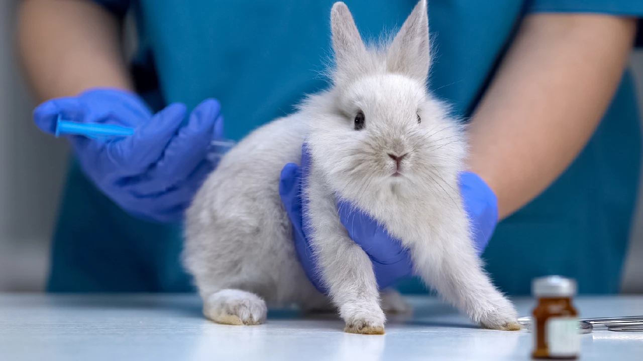 Colombia prohíbe formalmente las pruebas en animales para cosméticos