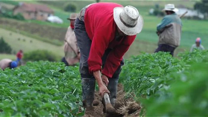 MinAgricultura anuncia Consejos de Seguridad por amenazas contra comunidades rurales