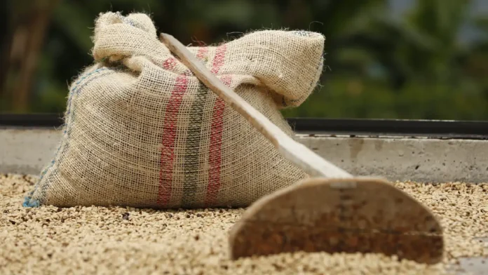 Más de 349.000 caficultores decidirán el rumbo de su gremio este fin de semana