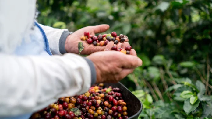 Gobierno y Federación de Cafeteros prorrogan contrato del FEPCafé por cinco meses