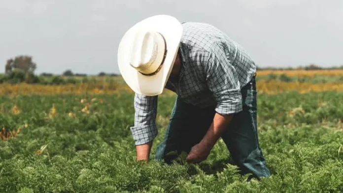 El campo colombiano perdió 204.000 puestos de trabajo en julio