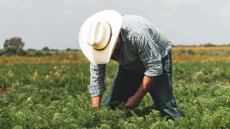 El campo colombiano perdió 204.000 puestos de trabajo en julio