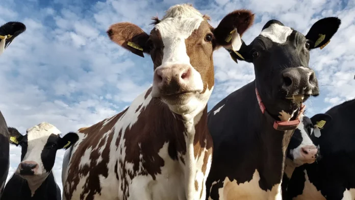 Fenómeno de El Niño: así afecta a la ganadería colombiana y sus ingresos