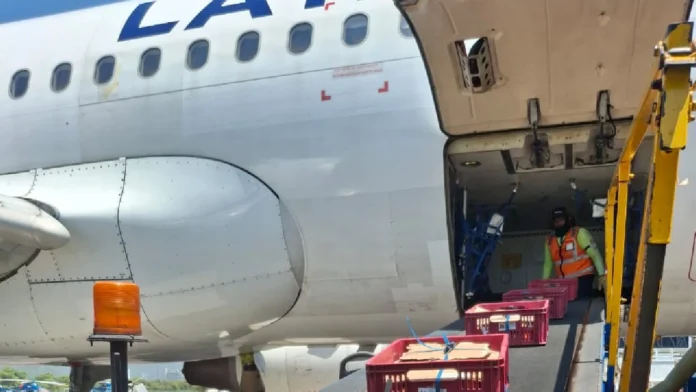 LATAM Cargo moviliza cerca del 80 % del mango de azúcar que Colombia exporta