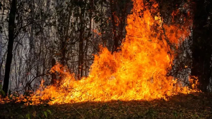 Más de 28.000 productores resultaron afectados por incendios en Tolima